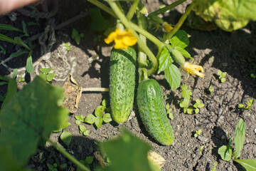 Obraz premium Cucumber growing in garden. Delicious ripe green cucumber growing in the garden