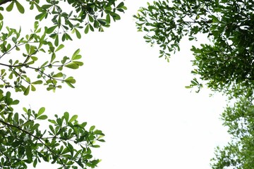 branches and green leaves on white background