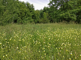 Summer meadow with many small flowers and trees behind it.