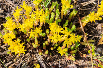 Goldmoss stonecrop flowers (Sedum acre) on meadow