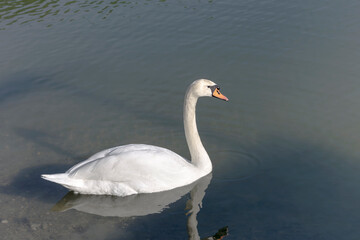 The white swan in the lake