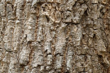 Brown bark of the trunk texture background