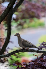 Dove on a tree