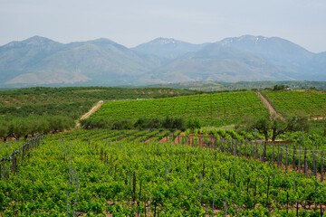 Fototapeta na wymiar Wineyard with grape rows. Crete island, Greece
