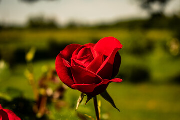 single red rose in the garden