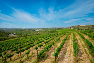 Fototapeta na wymiar Wineyard with grape rows. Crete island, Greece