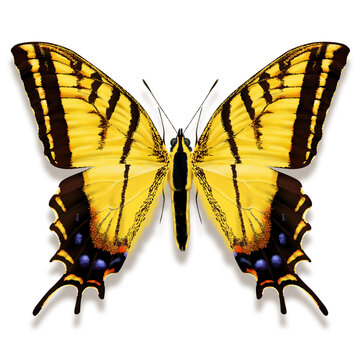 Fototapeta The two-tailed swallowtail illustration named Papilio multicaudata, with yellow wings with black tiger striping from Central America isolated on white