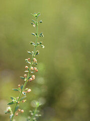 Close-up view the little plant on sunny day