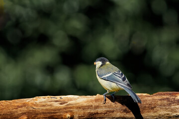 Kohlmeise am Futterplatz