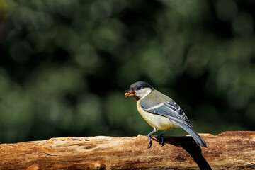 Kohlmeise am Futterplatz