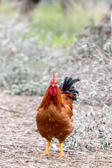 The rufous rooster it stands in the barnyard