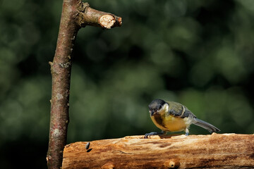 Kohlmeise am Futterplatz