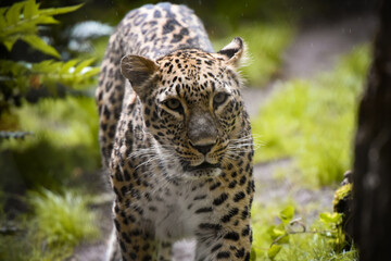 persian panther