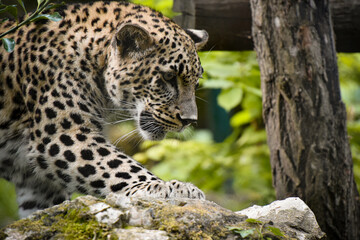 persian panther