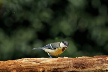Kohlmeise am Futterplatz