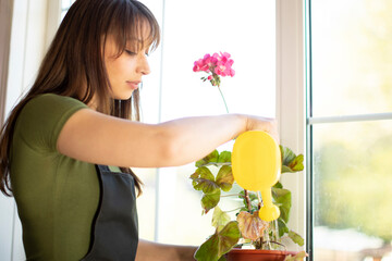 Attractive casually dressed brunette in black apron watering geranium flower in pot with yellow...