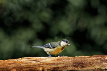 Kohlmeise am Futterplatz