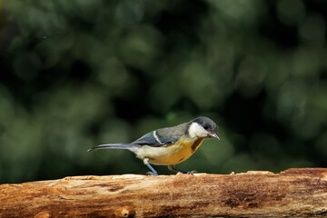 Kohlmeise am Futterplatz