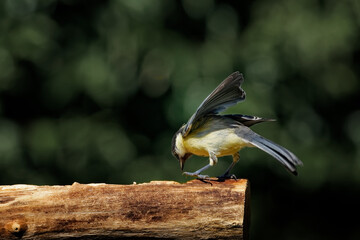 Kohlmeise am Futterplatz