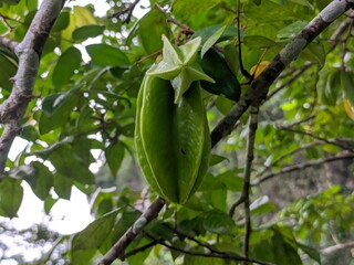 green papaya tree