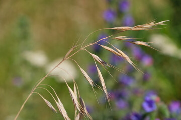 wild flowers in the field