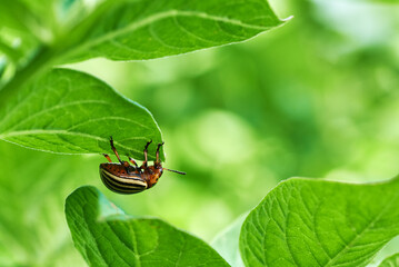 Close-up photo of a potato beetle on a plant leaf. Agricultural on a farm in South Moravia in the Czech Republic.