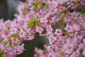 河津桜の花のクローズアップ
