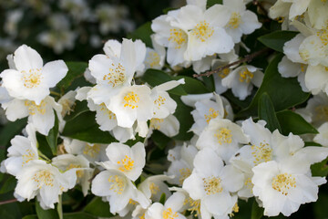 Blooming mock up on a spring day.