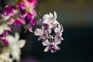 pink orchid on black background