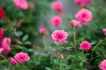 pink tulips in the garden