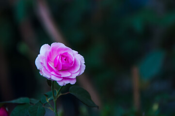 pink rose on green background
