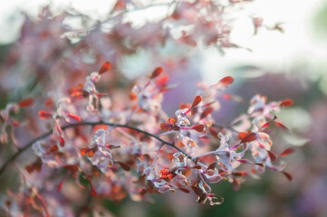 red cherry blossom