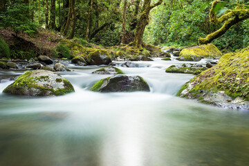 Romantic river valley in the tropical rainforest, in the Quetzal National Park, Savegre Valley, Costa Rica, long exposure