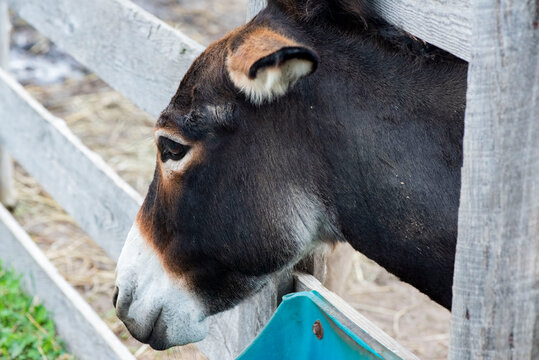 18 Best Bebe Ane Images Stock Photos Vectors Adobe Stock