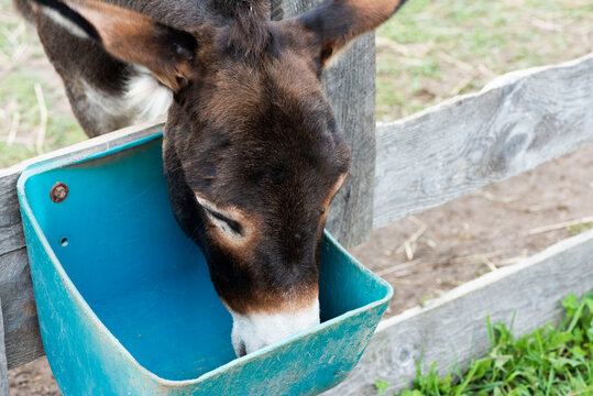 18 Best Bebe Ane Images Stock Photos Vectors Adobe Stock