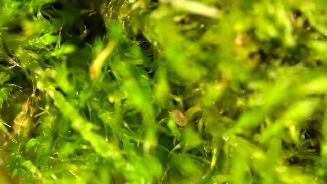 The shell mite of Oribatida under a microscope, the Cymbaeremaeidae family, promotes soil formation, are carriers of helminth eggs, found in forest moss