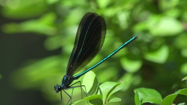 Closeup of ebony jewelwing damselfly