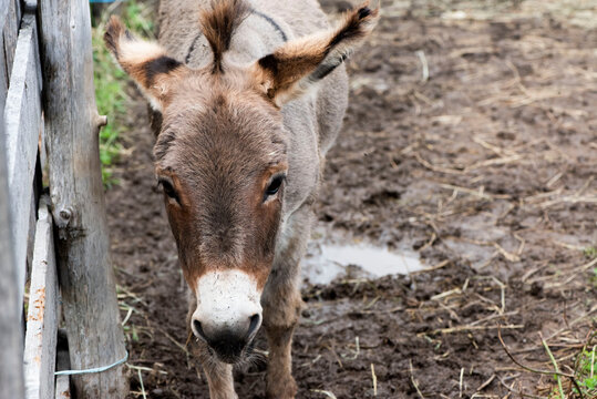 18 Best Bebe Ane Images Stock Photos Vectors Adobe Stock