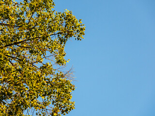 Autumn leaves of trees against a bright blue sky, looking up from the bottom. Autumn frame, screensaver, or background. The beginning of a new season, nature begins to fade