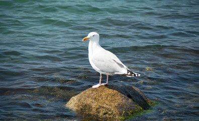 Möwe am Meer