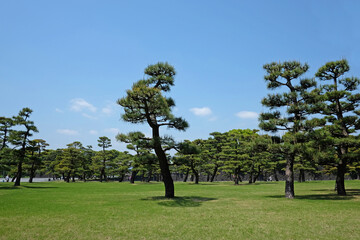 Field trees and blue sky