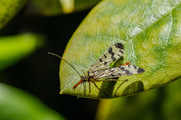 Mosca scorpione