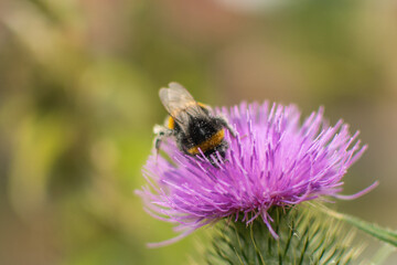 Bee harvesting on Milk Thistle