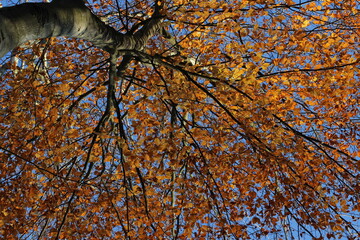 hoher Baum im Herbst mit bunten Blättern aus der Froschperspektive