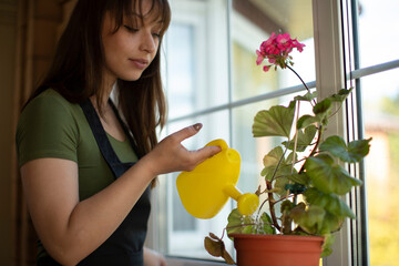 Attractive casually dressed brunette girlvin black apron watering geranium flower in pot with...
