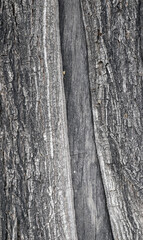 texture of the bark of a tree