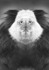 tití de cabeza blanca ó Callithrix geoffroyi