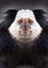 Callithrix geoffroyii ó tití de cara blanca ó mono de cara blanca capuchino