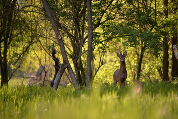 deer in the forest looking at the camera in spring season © badescu