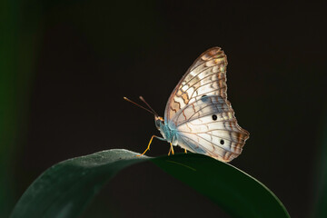 BORBOLETA